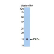 Western blot analysis of the recombinant protein.