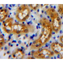 Activity-Regulated Cytoskeleton-Associated Protein (ARC) Antibody