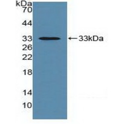 Basigin (BSG) Antibody