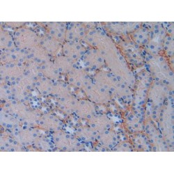 Basigin (BSG) Antibody