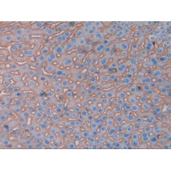 Basigin (BSG) Antibody