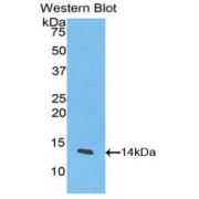 Western blot analysis of the recombinant protein.