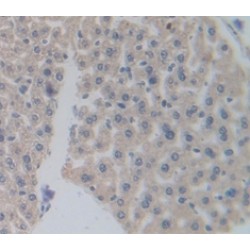 Peroxisome Proliferator Activated Receptor Delta (PPARd) Antibody