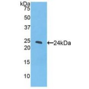 Western blot analysis of recombinant Cow PPARg.