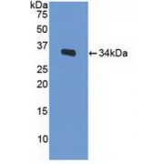 Western blot analysis of recombinant Mouse LRP1.