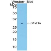 Western blot analysis of the recombinant protein.