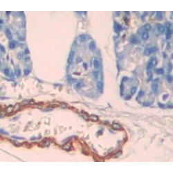 Low Density Lipoprotein Receptor Related Protein 3 (LRP3) Antibody