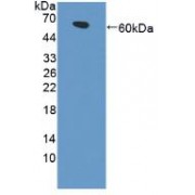 Western blot analysis of recombinant Human LRP4.