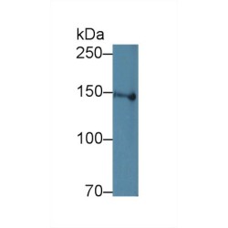 Low Density Lipoprotein Receptor Related Protein 8 (LRP8) Antibody