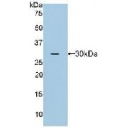 Western blot analysis of recombinant Human FcgRII.