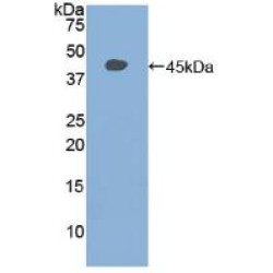 Signal Transducer And Activator of Transcription 3 (STAT3) Antibody