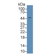 Western blot analysis of Human HepG2 cell lysate, using Rat vWA1 Antibody (2 µg/ml) and HRP-conjugated Goat Anti-Rabbit antibody (<a href="https://www.abbexa.com/index.php?route=product/search&amp;search=abx400043" target="_blank">abx400043</a>, 0.2 µg/ml).