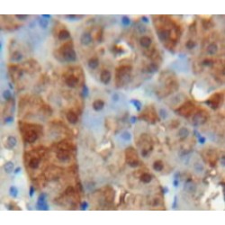 Von Willebrand Factor A Domain Containing Protein 1 (vWA1) Antibody