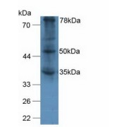 Western blot analysis of Human A375 Cells.