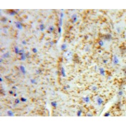 Von Willebrand Factor A Domain Containing Protein 2 (vWA2) Antibody