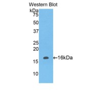 Western blot analysis of the recombinant protein.