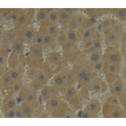 Leukocyte Associated Immunoglobulin Like Receptor 2 (LAIR2) Antibody