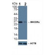 Western blot analysis of (1) Wild-type Jurkat cell lysate, and (2) HLA-DRA knockout Jurkat cell lysate, using Rabbit Anti-Human HLA-DRA Antibody (3 µg/ml) and HRP-conjugated Goat Anti-Mouse antibody (<a href="https://www.abbexa.com/index.php?route=product/search&amp;search=abx400001" target="_blank">abx400001</a>, 0.2 µg/ml).