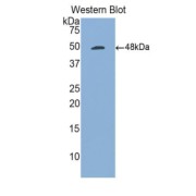 Western blot analysis of the recombinant protein.