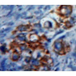 Tumor Necrosis Factor Ligand Superfamily, Member 7 (TNFSF7) Antibody