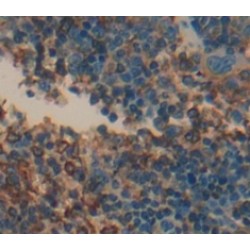 Tumor Necrosis Factor Ligand Superfamily, Member 7 (TNFSF7) Antibody