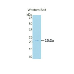 Nicotinamide Adenine Dinucleotide Phosphate Oxidase 4 (NOX4) Antibody