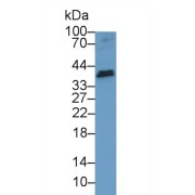 Western blot analysis of Mouse Cerebrum lysate, using Human TNFSF13 Antibody (1 µg/ml) and HRP-conjugated Goat Anti-Rabbit antibody (<a href="https://www.abbexa.com/index.php?route=product/search&amp;search=abx400043" target="_blank">abx400043</a>, 0.2 µg/ml).