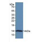 Western blot analysis of recombinant Human VTCN1.