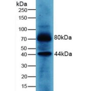 Western blot analysis of Human MCF7 Cells.