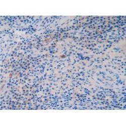 Protein Wnt-3a (WNT3A) Antibody