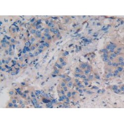 Protein Wnt-3a (WNT3A) Antibody