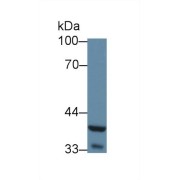 Western blot analysis of Mouse Liver lysate, using WNT5A Antibody (5 µg/ml).