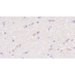 Protein Wnt-5a (WNT5A) Antibody