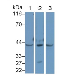 Protein Wnt-5a (WNT5A) Antibody