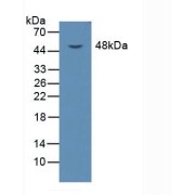 Western blot analysis of Mouse Liver Tissue.