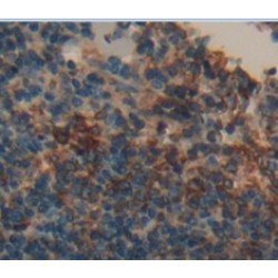 Tumor Necrosis Factor Receptor Superfamily Member 4 / CD134 (TNFRSF4) Antibody
