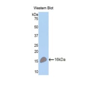 Western blot analysis of recombinant Mouse TNFRSF17.