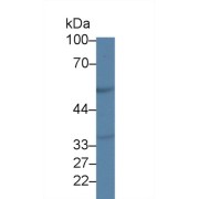 Western blot analysis of Mouse Cerebrum lysate, using Mouse TNFRSF1A Antibody (1 µg/ml) and HRP-conjugated Goat Anti-Rabbit antibody (<a href="https://www.abbexa.com/index.php?route=product/search&amp;search=abx400043" target="_blank">abx400043</a>, 0.2 µg/ml).