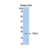 Western blot analysis of the recombinant protein.