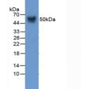 Western blot analysis of Mouse Skin Tissue.