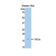 Western blot analysis of the recombinant protein.