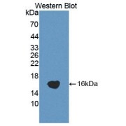 Western blot analysis of the recombinant protein.