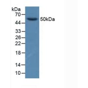 Western blot analysis of Pig Brain Tissue.