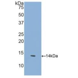 Glial Cell Line Derived Neurotrophic Factor Receptor Alpha 1 (GFRa1) Antibody