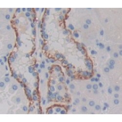 Glial Cell Line Derived Neurotrophic Factor Receptor Alpha 1 (GFRa1) Antibody