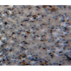 Peptidyl Prolyl Cis/Trans Isomerase NIMA Interacting Protein 1 (PIN1) Antibody