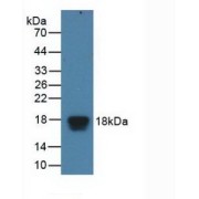 Western blot analysis of recombinant Human EIF4EBP1.