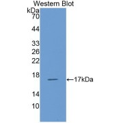 Western blot analysis of the recombinant protein.