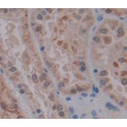 Low Density Lipoprotein Receptor Related Protein Associated Protein 1 (LRPAP1) Antibody