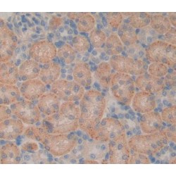 Low Density Lipoprotein Receptor Related Protein Associated Protein 1 (LRPAP1) Antibody